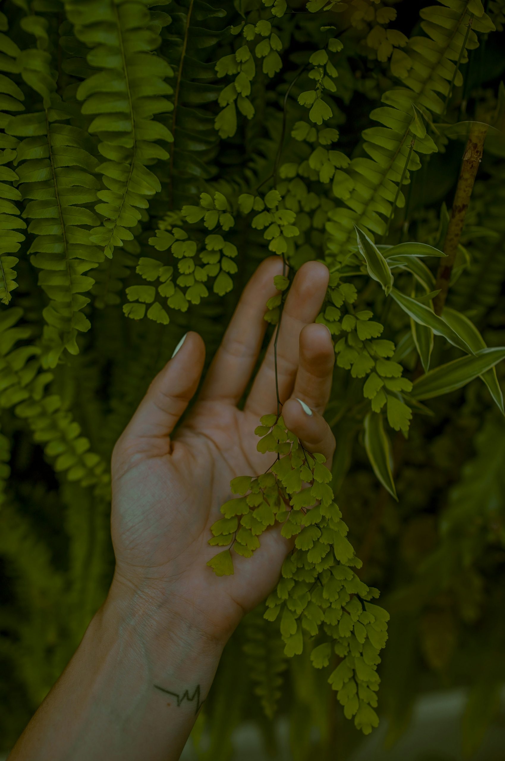 Why I Started Gardening (And What It Taught Me About Everything Else)